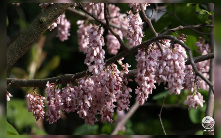 Багрянник кистевой ( Cercis racemosa ). Цветение Багрянник кистевой ( Cercis racemosa ) в период цветения ранней весной.