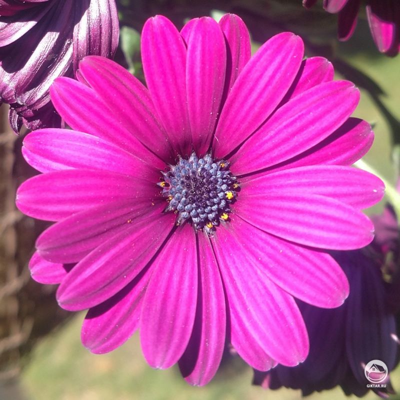 Вот такие летние дары заставляют меня забыть о зиме