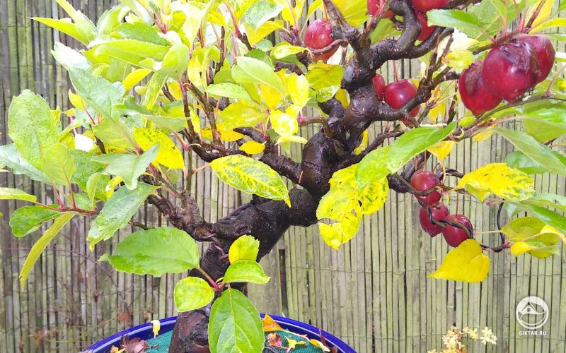 Яблоня бонсай я яблоками