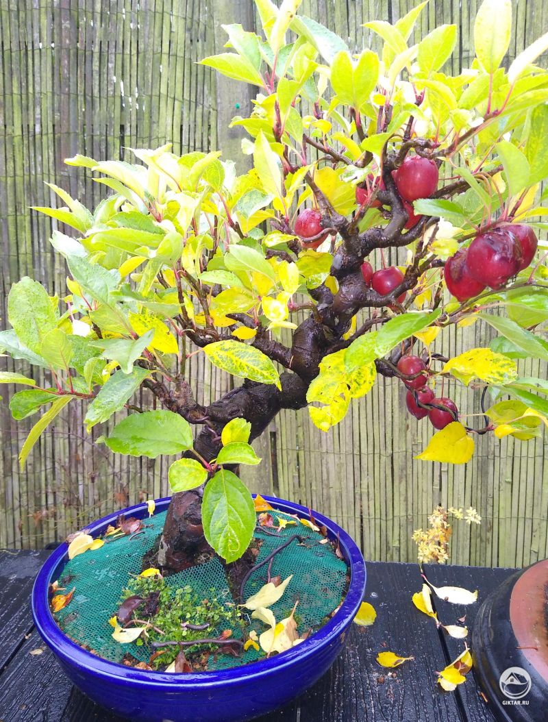 Яблоня бонсай я яблоками