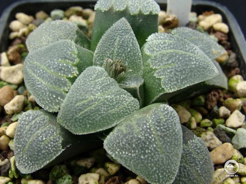 хавортия карликовая хавортия карликовая - суккулент крошечного размера с мясистыми пупырчатыми листьями