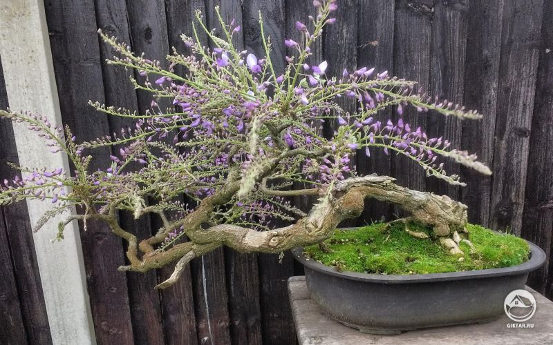 Глициния бонсай перед цветением