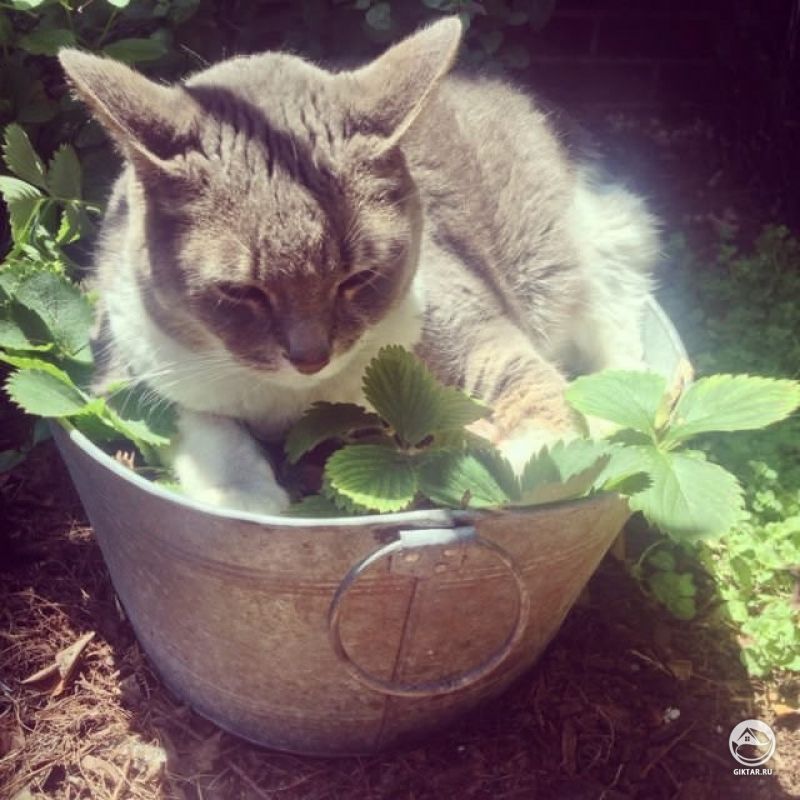 Может кто-нибудь идентифицировать этого вредителя на моей клубнике?