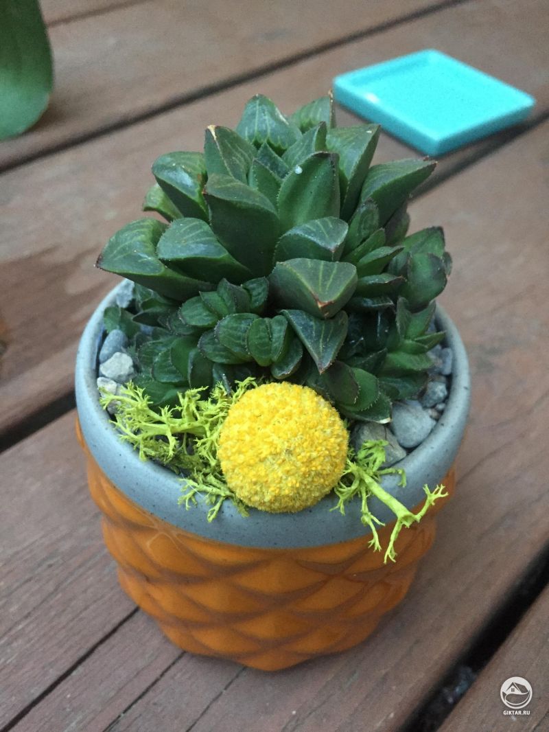 Хавортия и странный цветок.