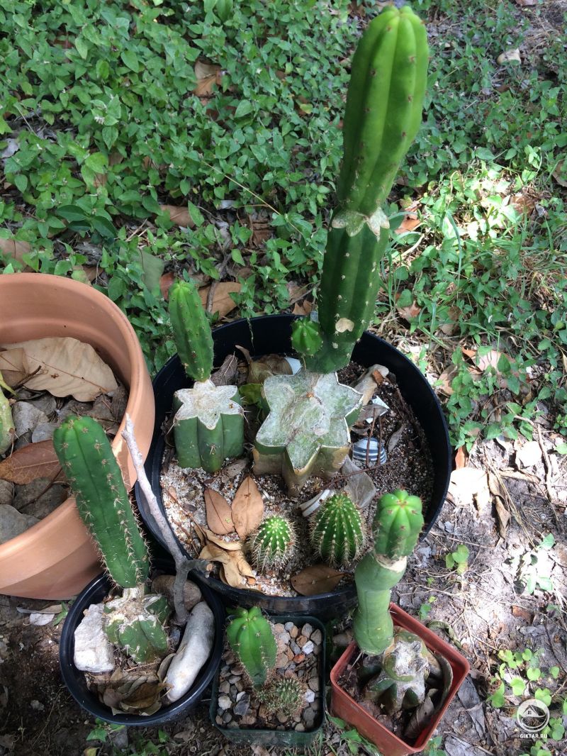Мои кактусы