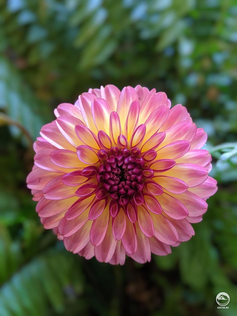 Цветок георгина сорта Картуш