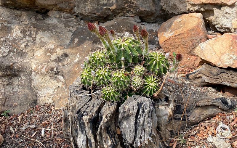 Кактусы в природе