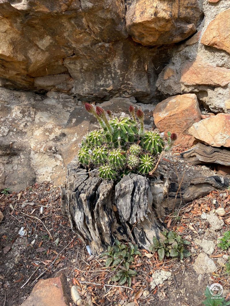 Кактусы в природе