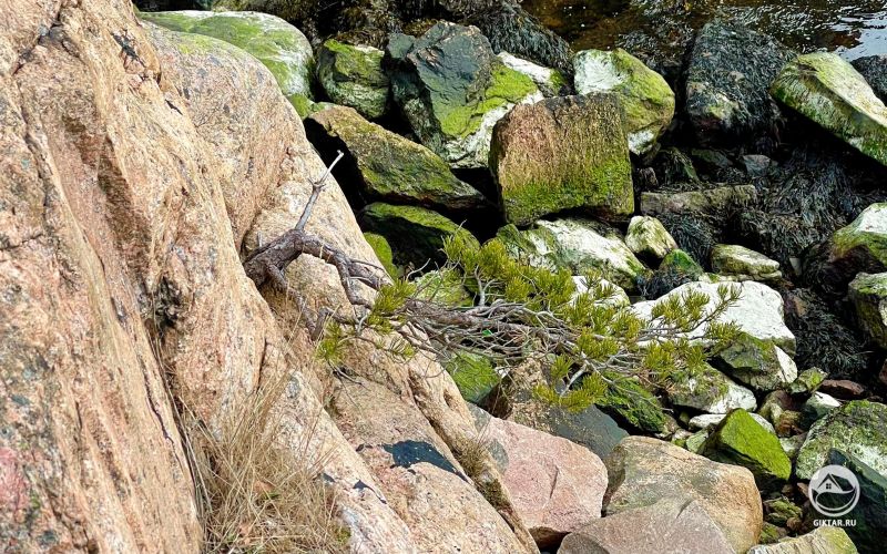 Природный бонсай каскад