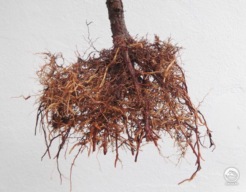 Корневая система после обрезки. криптомерия японская . бонсай Корневая система после первичной обрезки. криптомерия японская. бонсай.