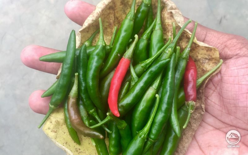 Урожай острых перцев