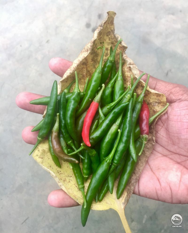 Урожай острых перцев