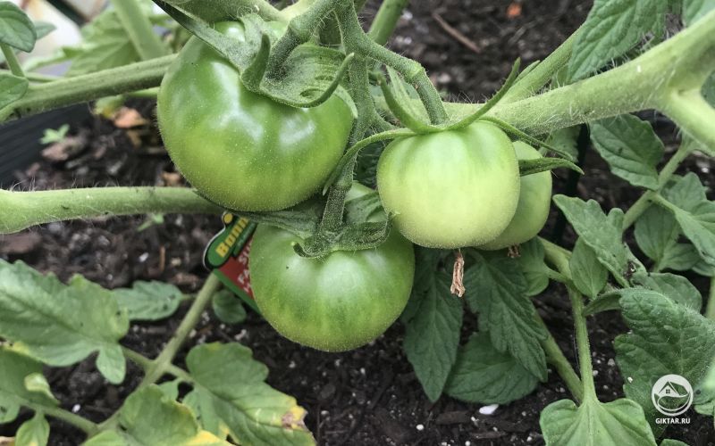 Мой первый урожай. Я так взволнован этим!