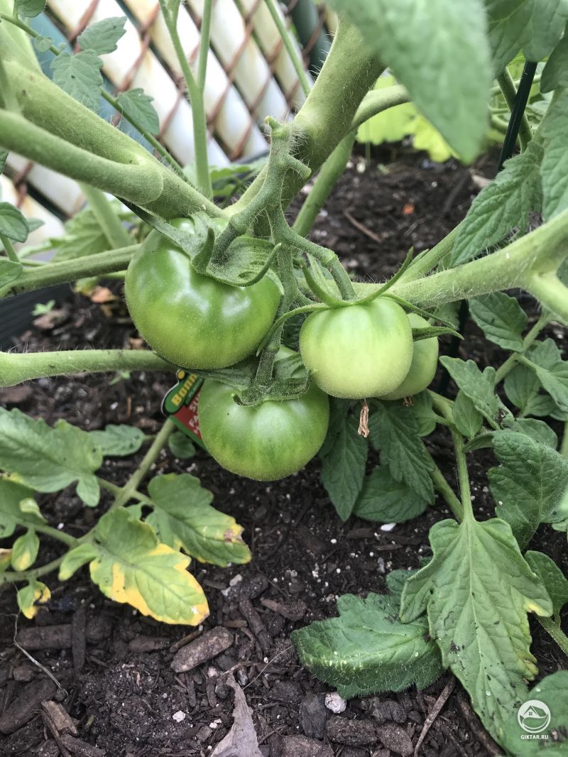 Мой первый урожай. Я так взволнован этим!