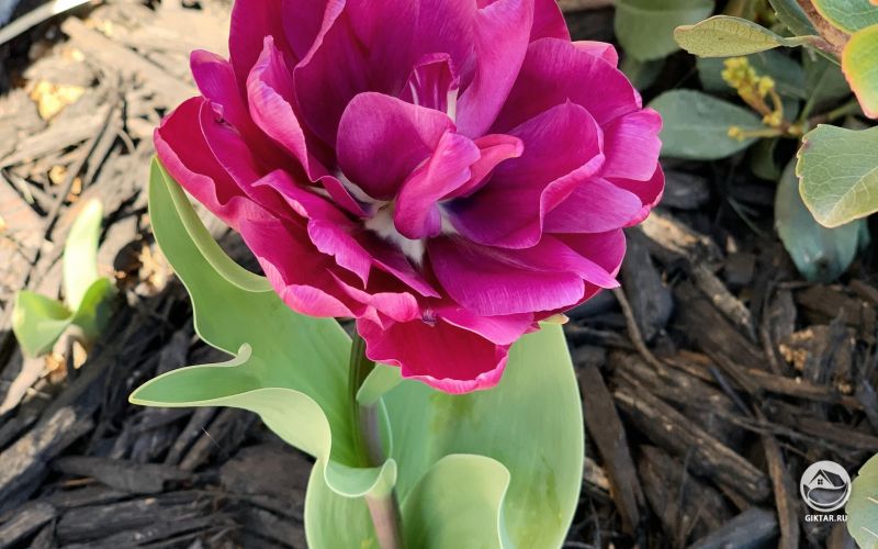 Махровый тюльпан