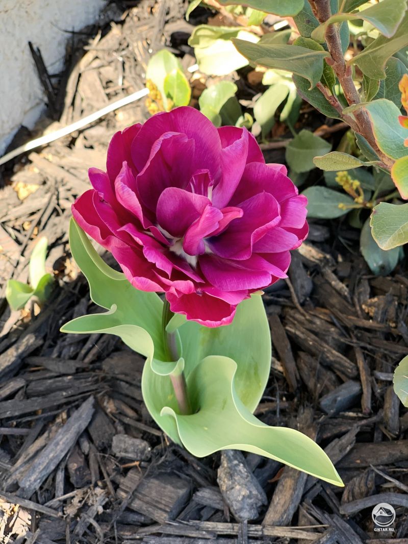 Махровый тюльпан 