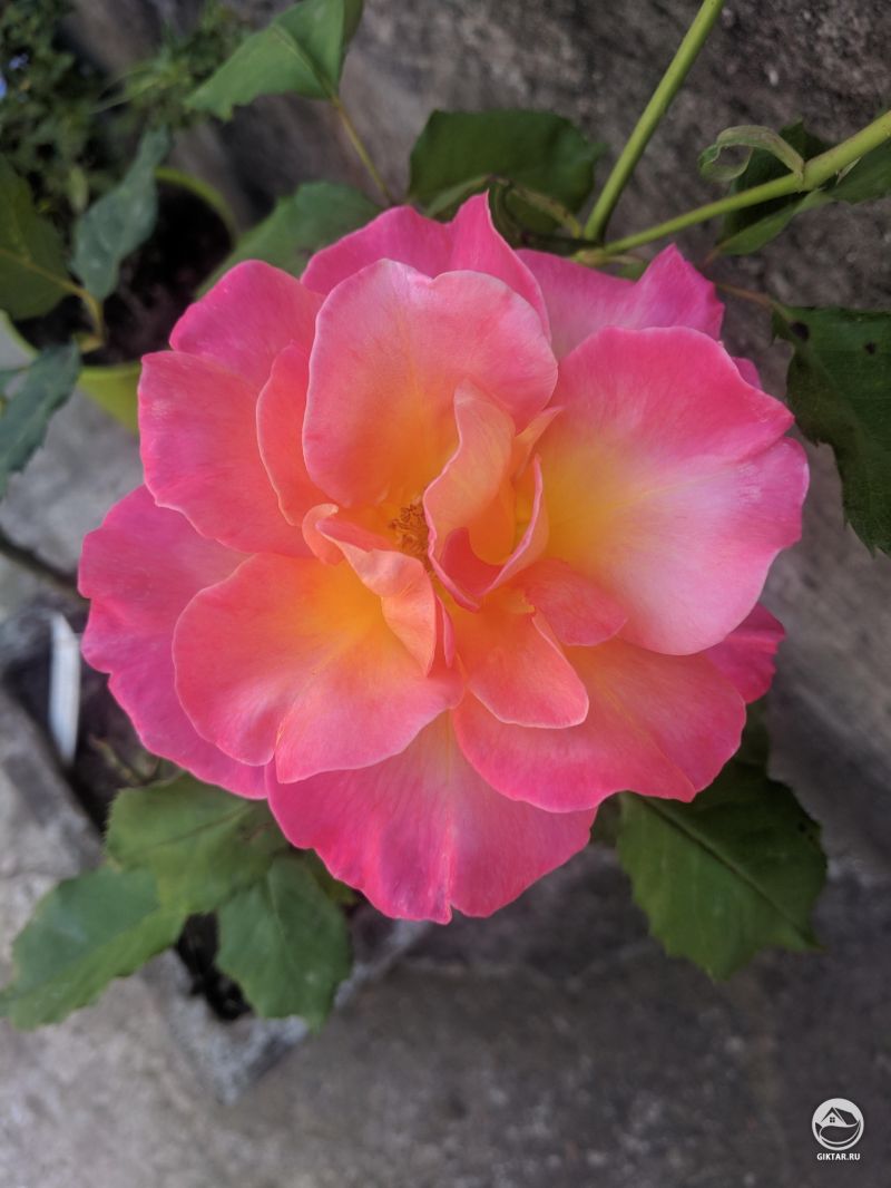 Моя розовая роза зацвела