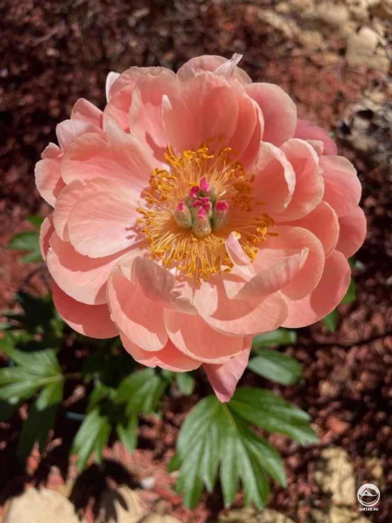 Пионы зацвели