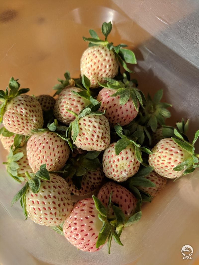 Ананасная ягода Пайнберри (Pineberry) . Первый сбор сезона!
