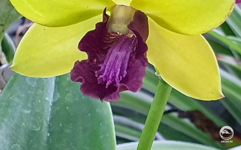 Цветущая орхидея