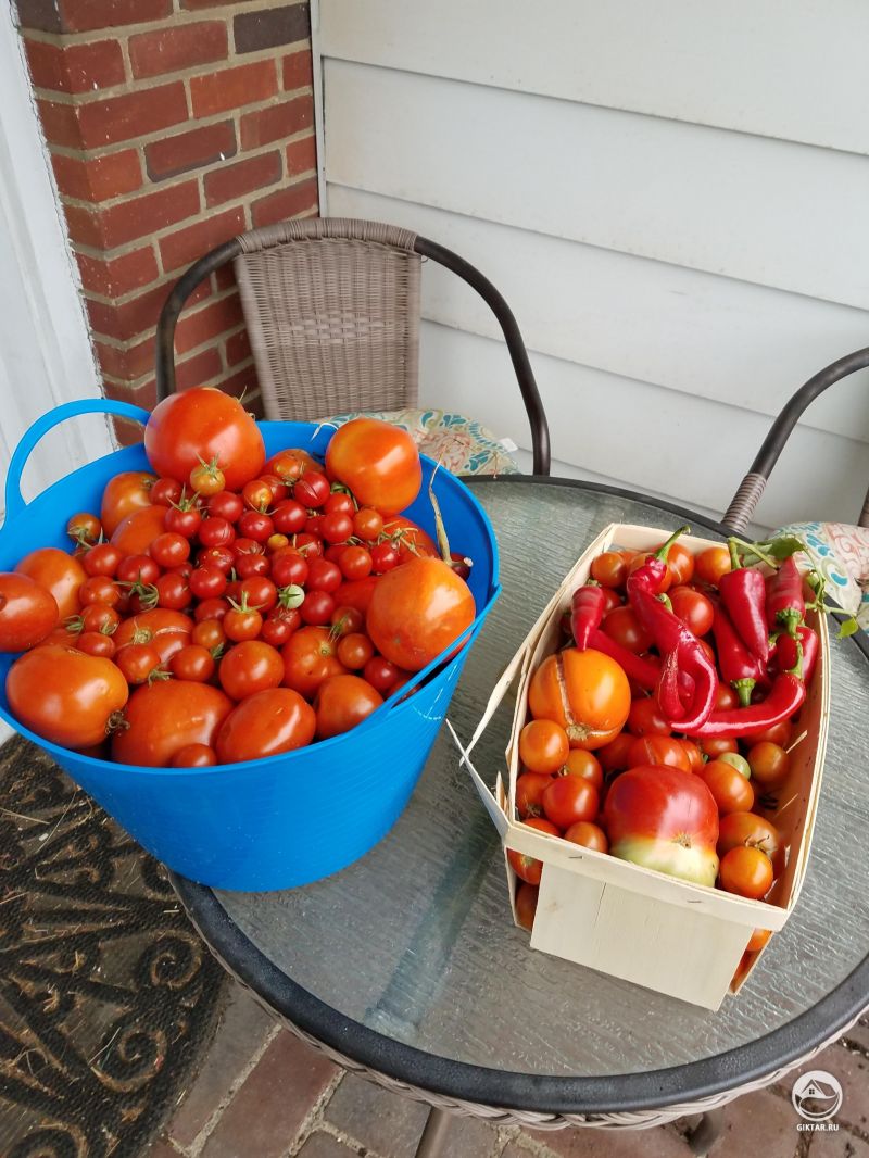 Урожай томатов, черри и перца.