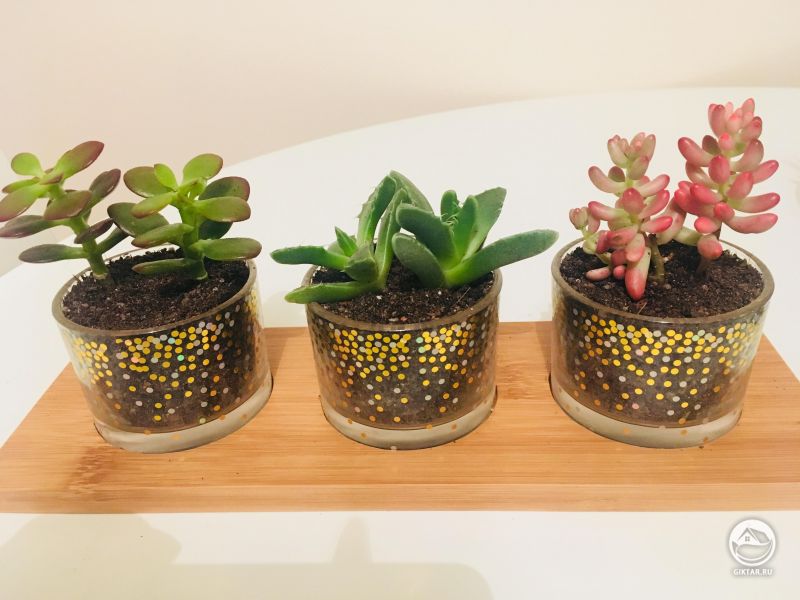 Моя коллекция суккулентов: очиток красноокрашенный, фаукария и толстянка