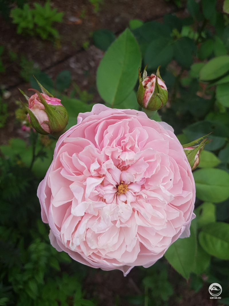 Розы из моего сада!