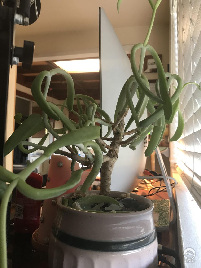Кто-нибудь может помочь опознать это растение?