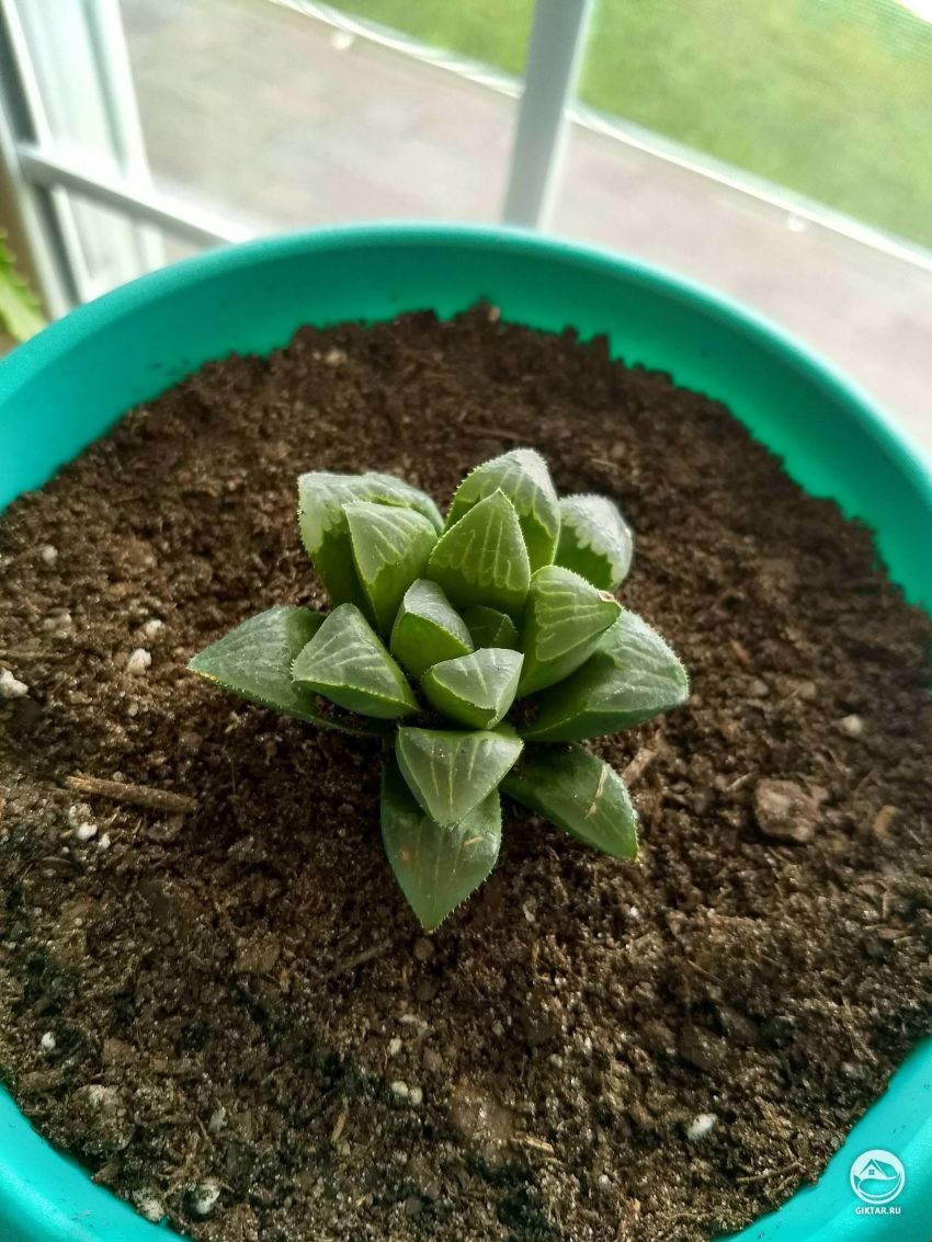 Кто-нибудь знает, какой вид хавортии это?