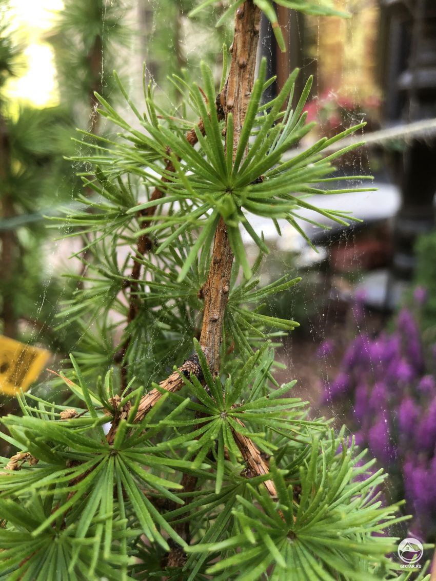 Это паучья паутина или паутинного клеща ?