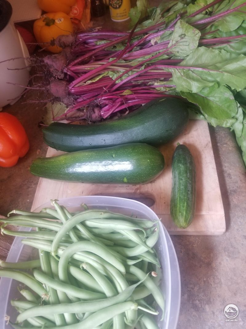 Сегодняшний урожай: свекла, стручковая фасоль, пара кабачков и огурец
