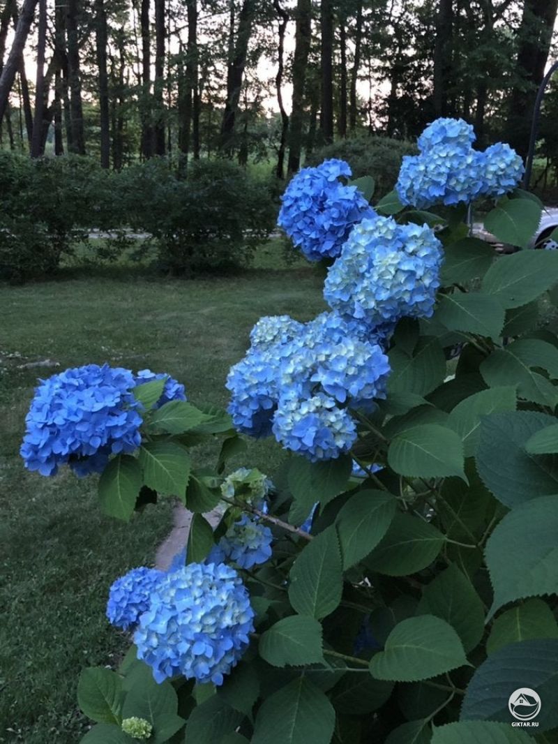 Голубая гортензии