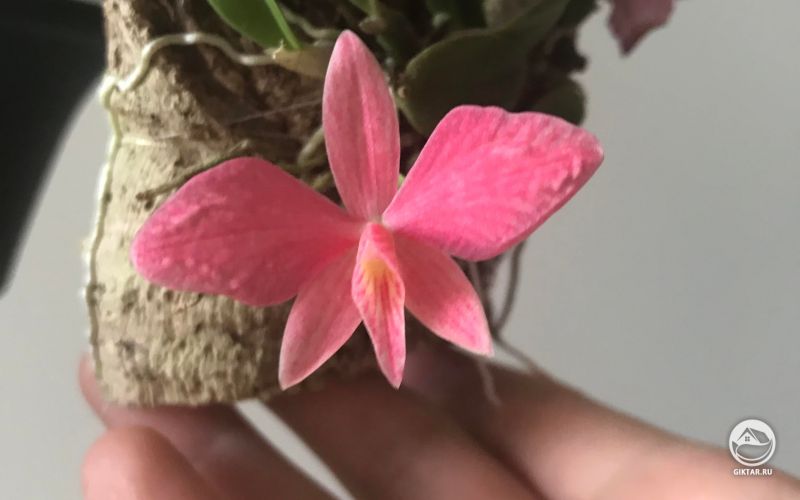 Софронитис (каттлея). Цветение.