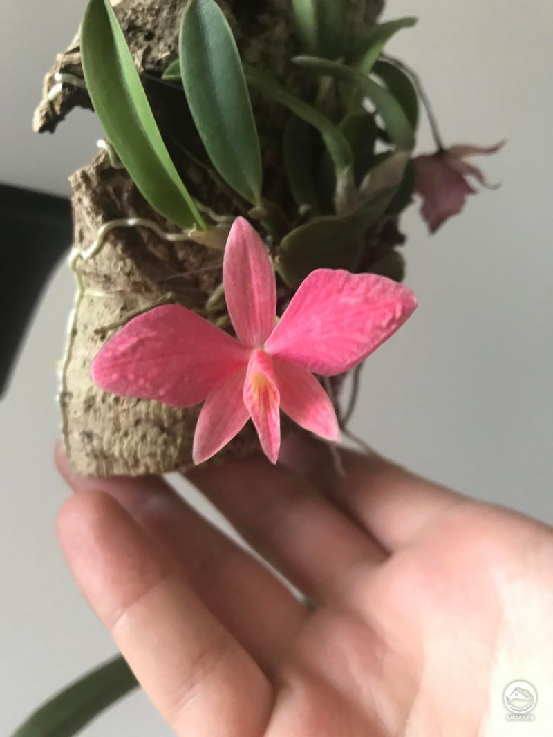 Софронитис (каттлея). Цветение.