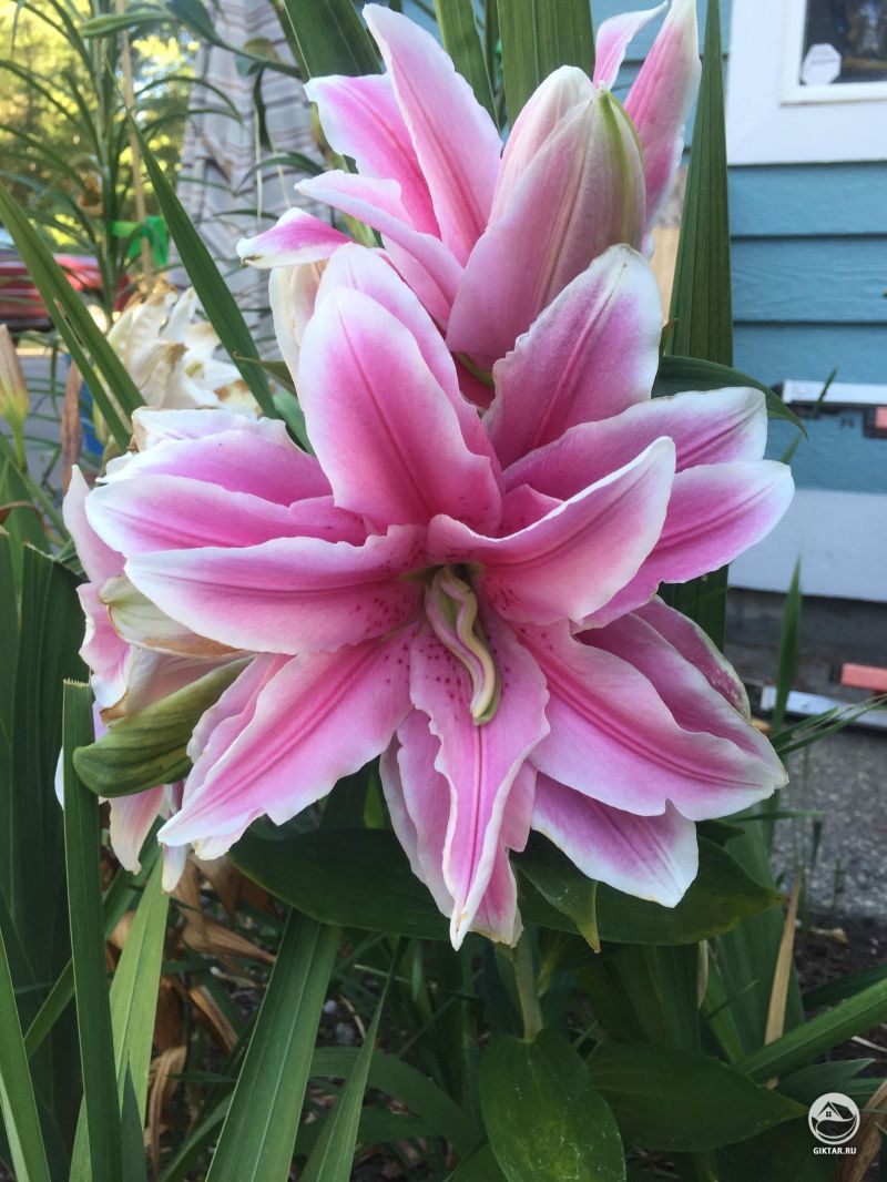 Лилии с махровыми цветками, которые растут как бы один из центра другого.