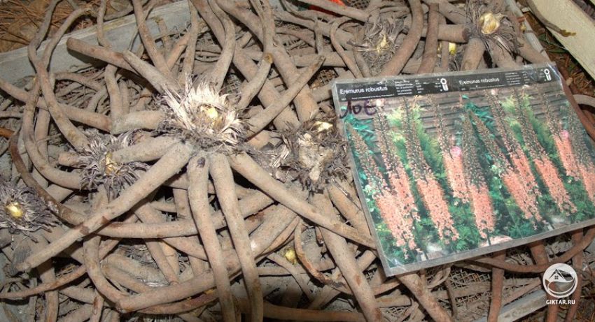 Эремурус. Корни, выкопанные для просушки. Корни эремуруса, выкопанные для просушки в период покоя.