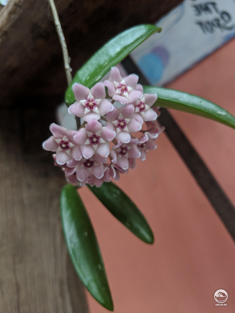 После долгих месяцев безделия, моя хойя наконец-то расцветает!