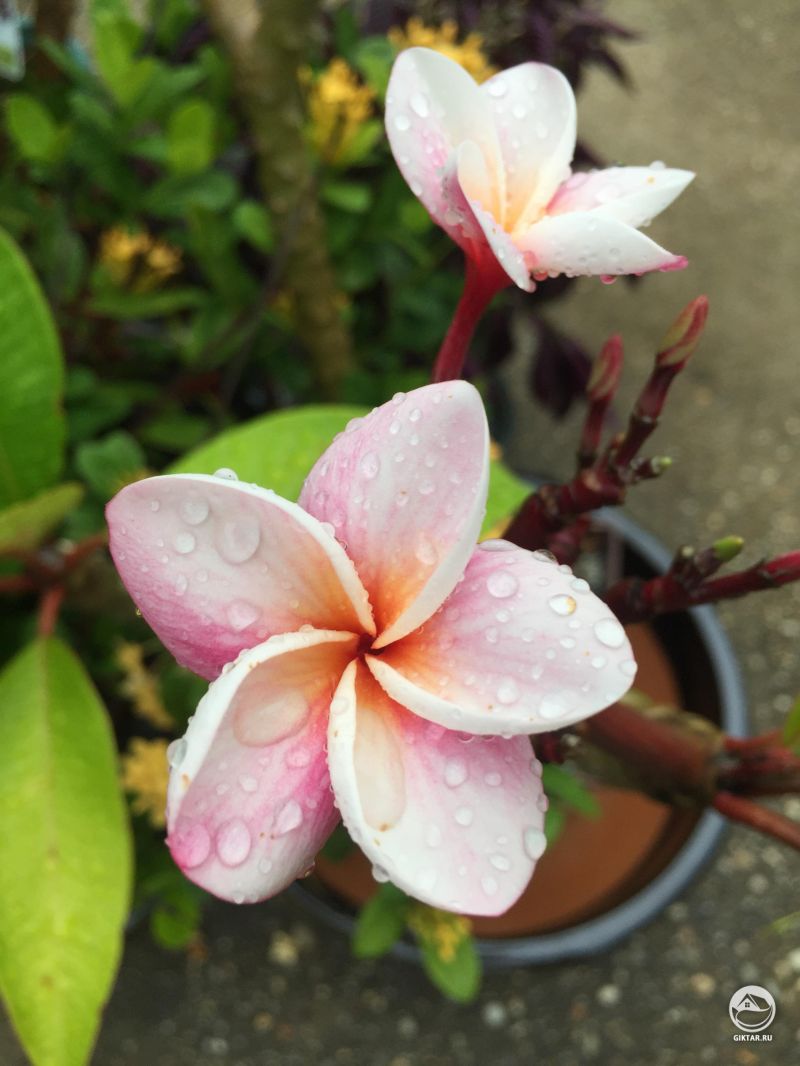 Цветущая плюмерия