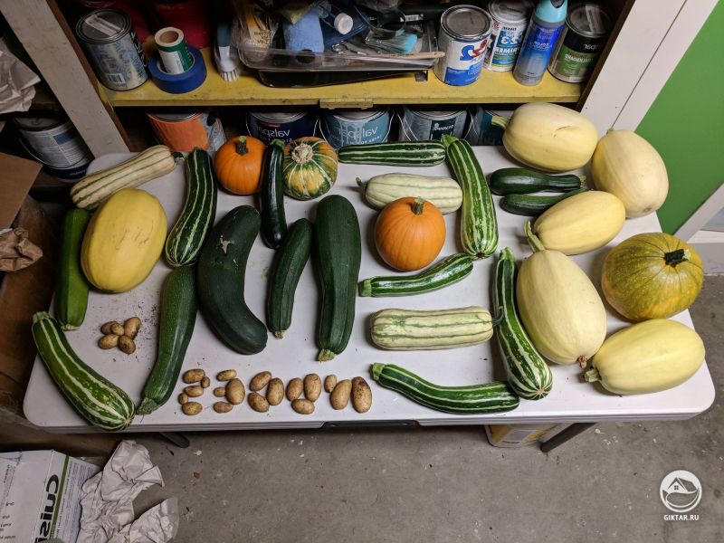 Тыквы и кабачки .