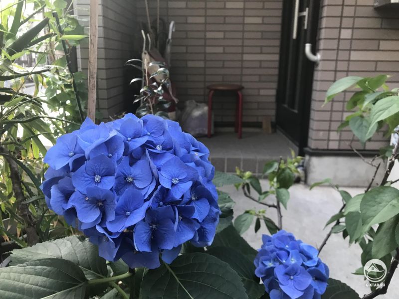 Токийские гортензии - не знаю почему, но они именно такого цвета!