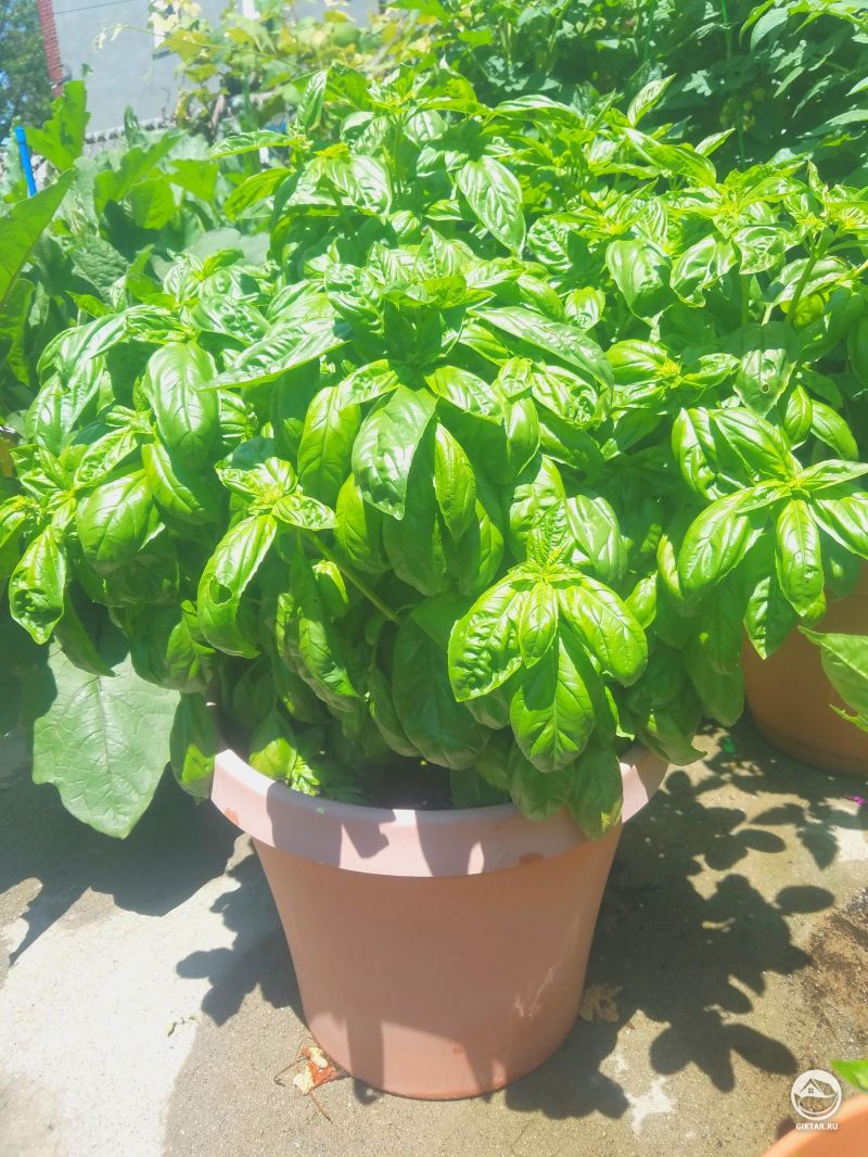 У меня вырос не просто базилик, а целый куст базилика.