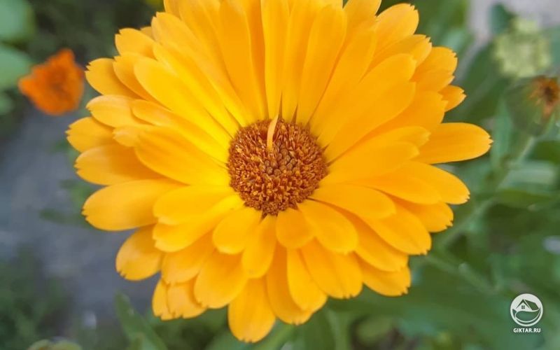 Проходил сегодня мимо этой красоты