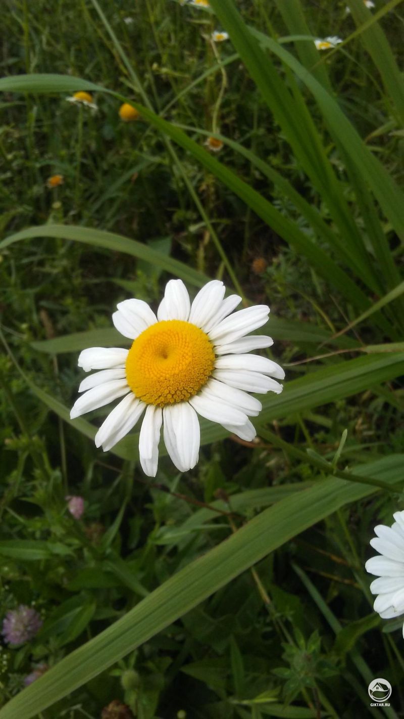 Маленькая ромашка , она не одинока
