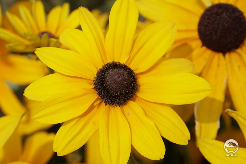 Желтые и яркие рудбекии
