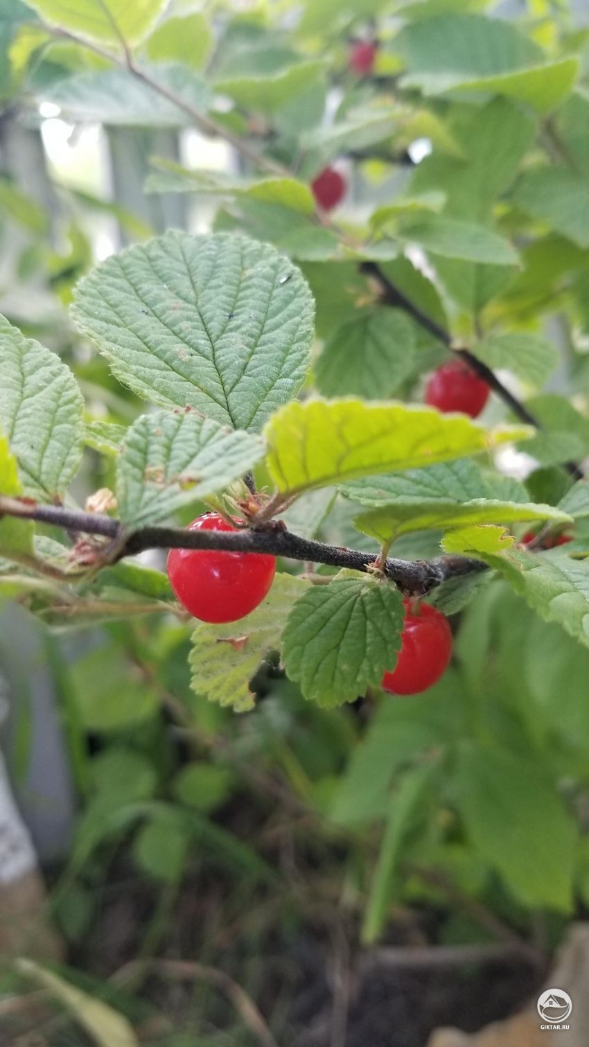 Красные ягоды размером около 1см, растущие близко к ветке - Это съедобно ?