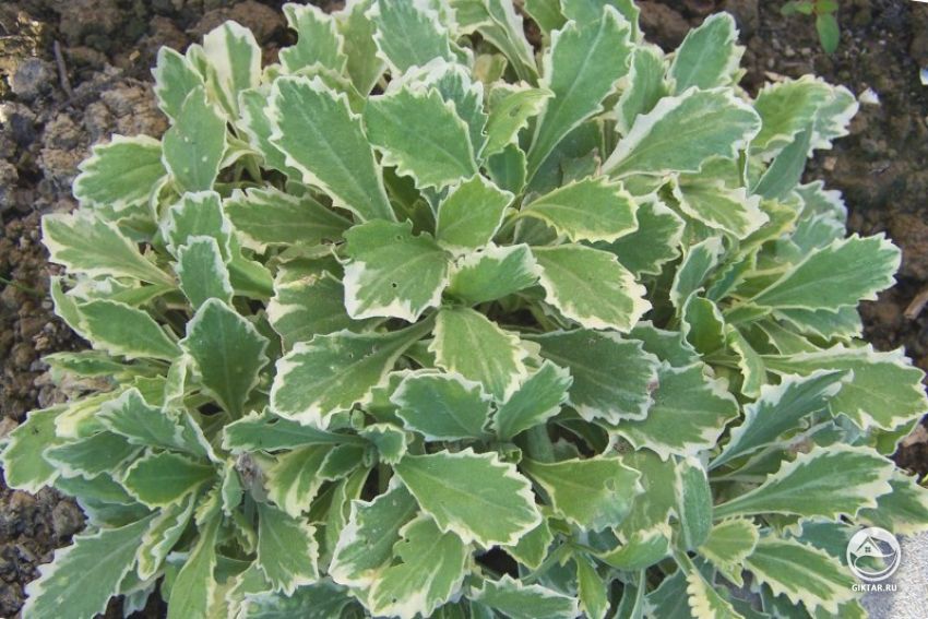 Арабис Фердинанда Кобурга Арабис Фердинанда Кобурга