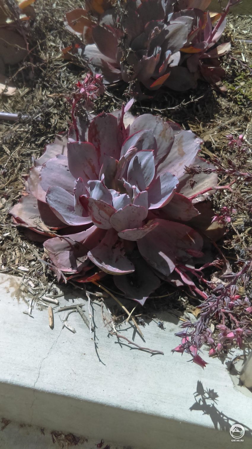 Кто знает что это такое?