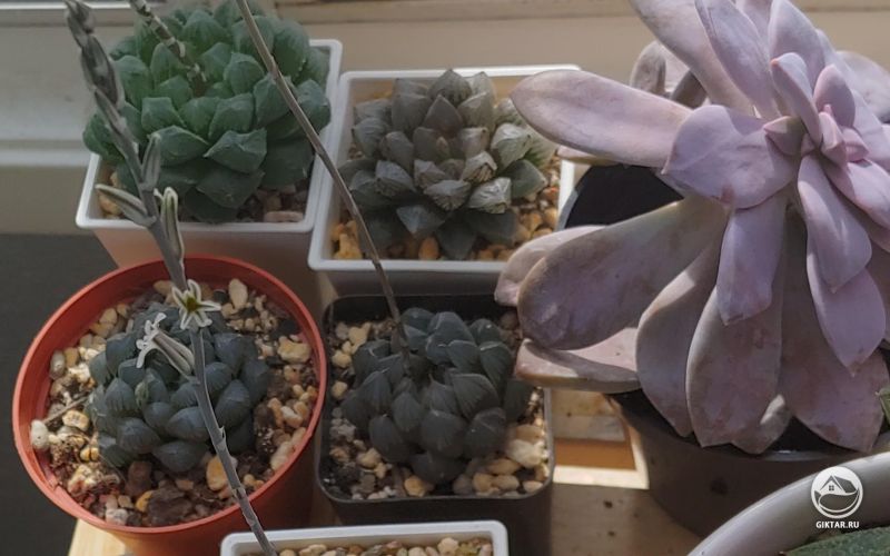 Цветущие хавортии