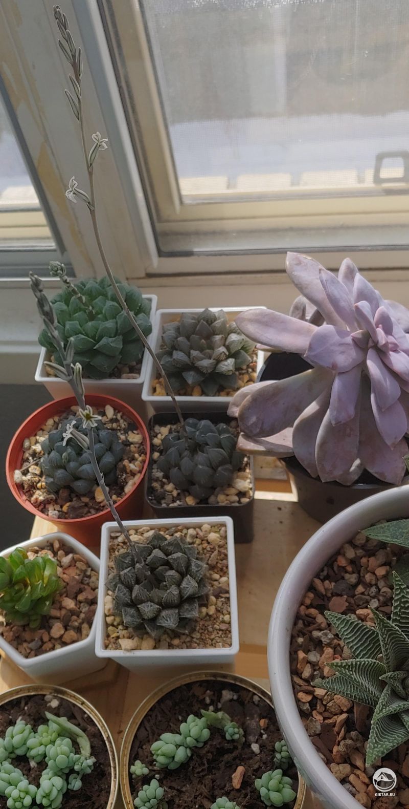 Цветущие хавортии