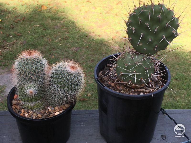 Мои счастливые кактусы